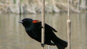 PICTURES/Bosque del Apache Wildlife Center/t_Red Winged Blackbird.JPG